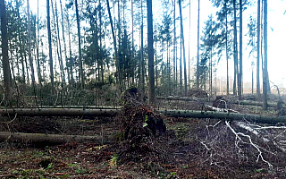 Tysiące połamanych drzew. Leśnicy liczą straty po wichurach